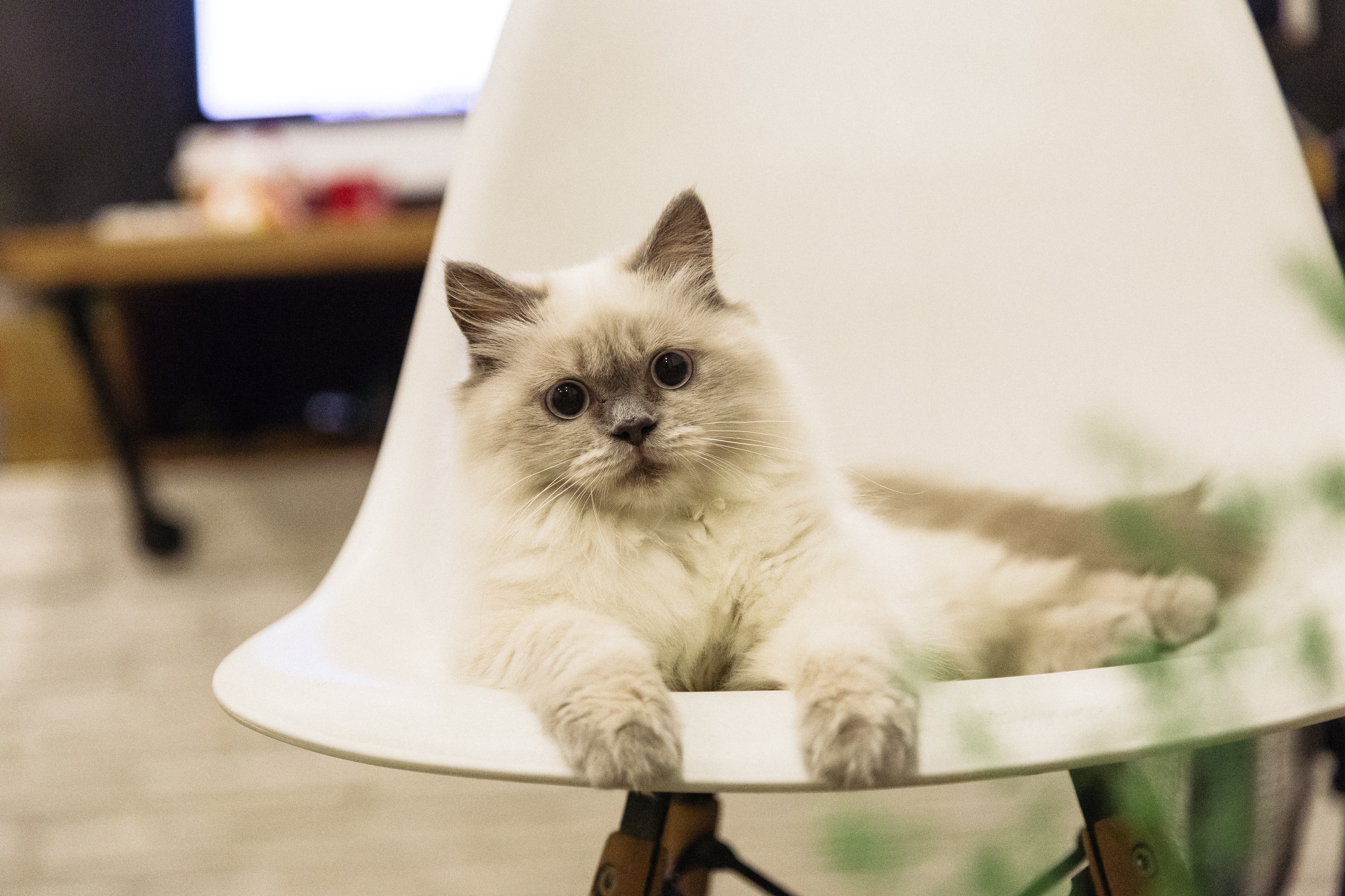 Ragdoll Cat on a White Chair