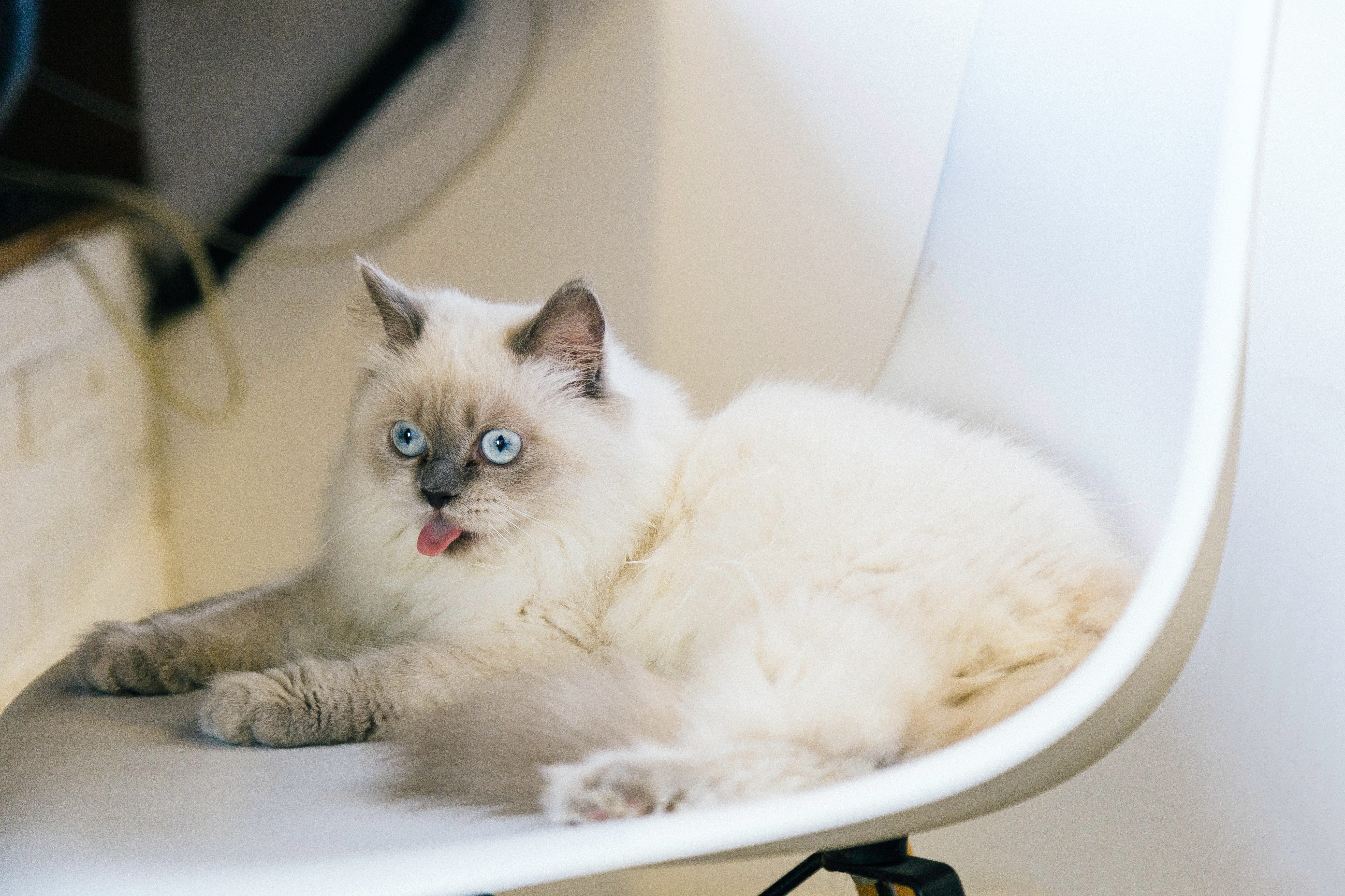 Short-haired White Cat on Chair